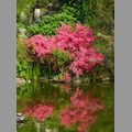 2009-05_palmengarten_033.jpg