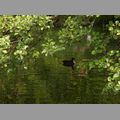 2009-05_palmengarten_038.jpg