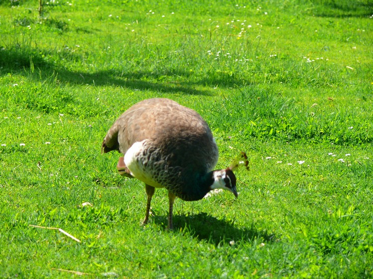 2009-05-17_seligenstadt_010.jpg