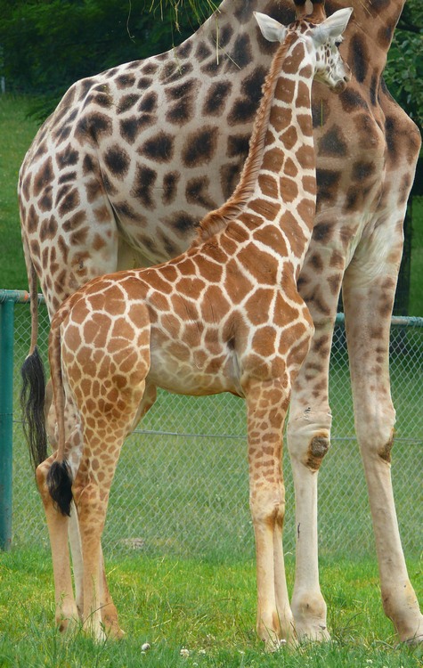 2009-06_opelzoo_056.JPG
