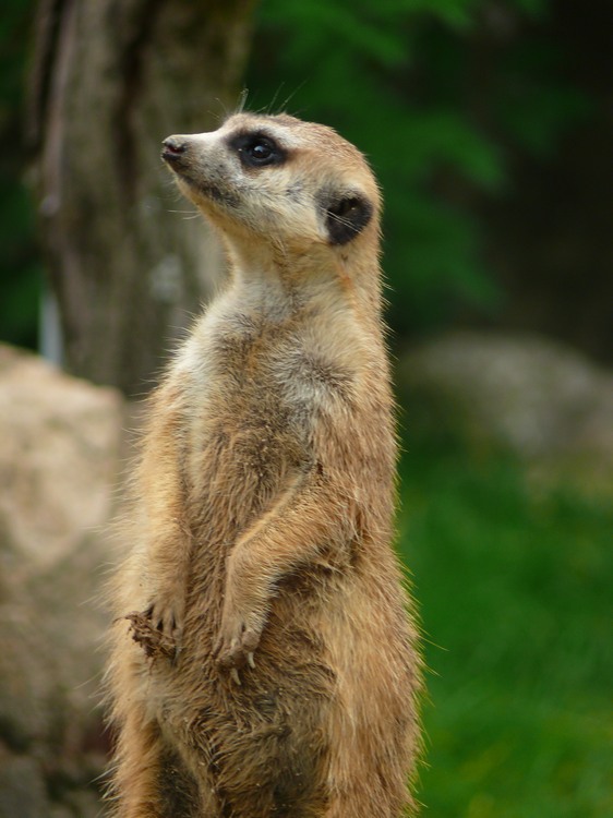 2009-06_opelzoo_090.JPG