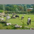 2009-06_opelzoo_001.JPG