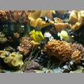 2009-06_opelzoo_027.JPG