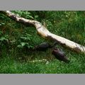 2009-06_opelzoo_047.JPG