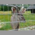2009-06_opelzoo_062.JPG