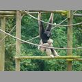 2009-06_opelzoo_076.JPG