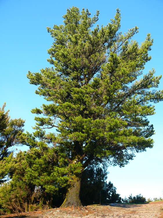 2009-01_lagomera-097.JPG
