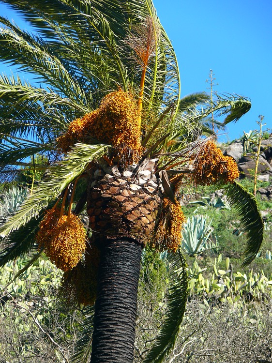 2009-01_lagomera-107.JPG