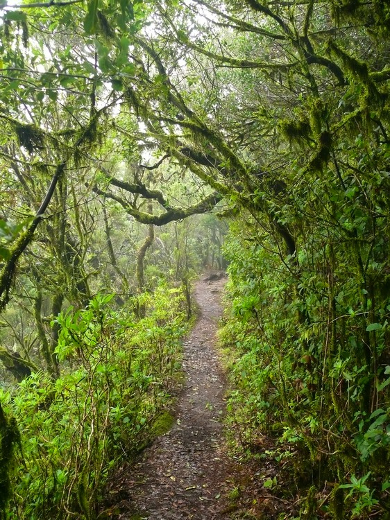 2009-01_lagomera-257.JPG