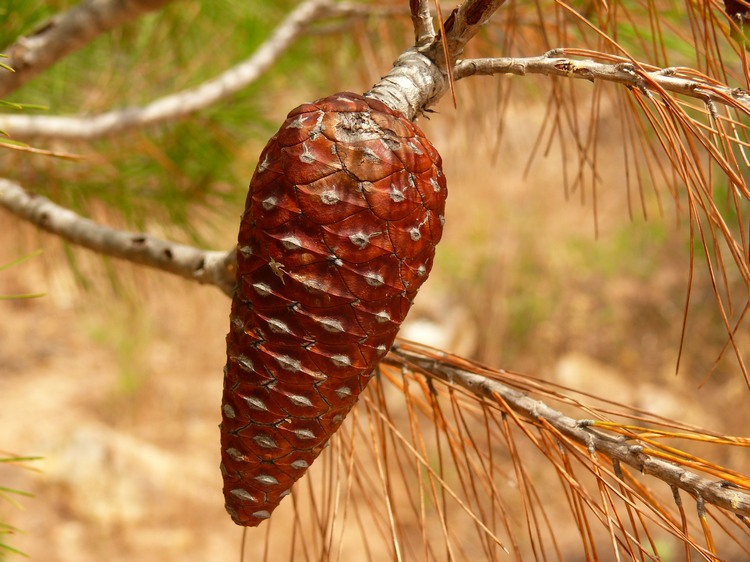 2009_sardinien_343.JPG