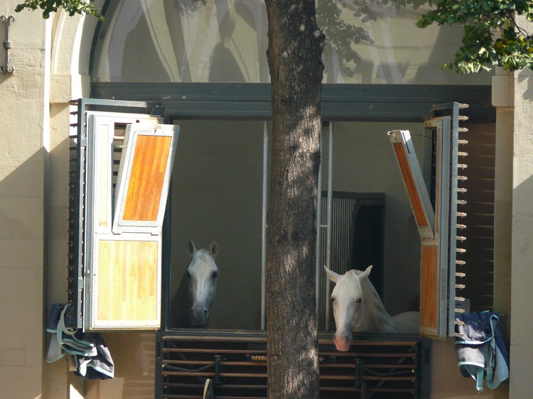 2010_wien_074.jpg
