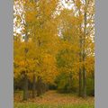Arboretum eCards