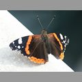 Schmetterling eCards