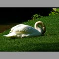 Schwan eCards