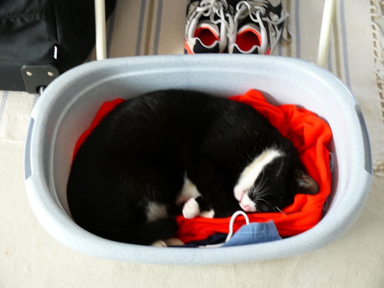 2010_tiere_005.jpg