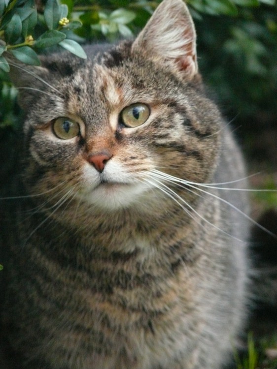2010_tiere_028.jpg